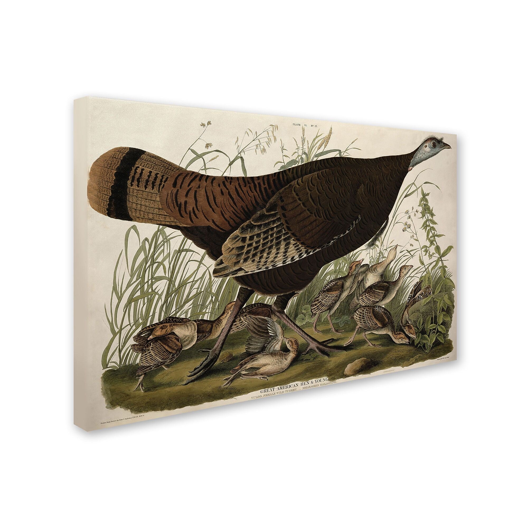 Trademark Fine Art 'Great American Hen and Young' 30" x 47" Canvas Art