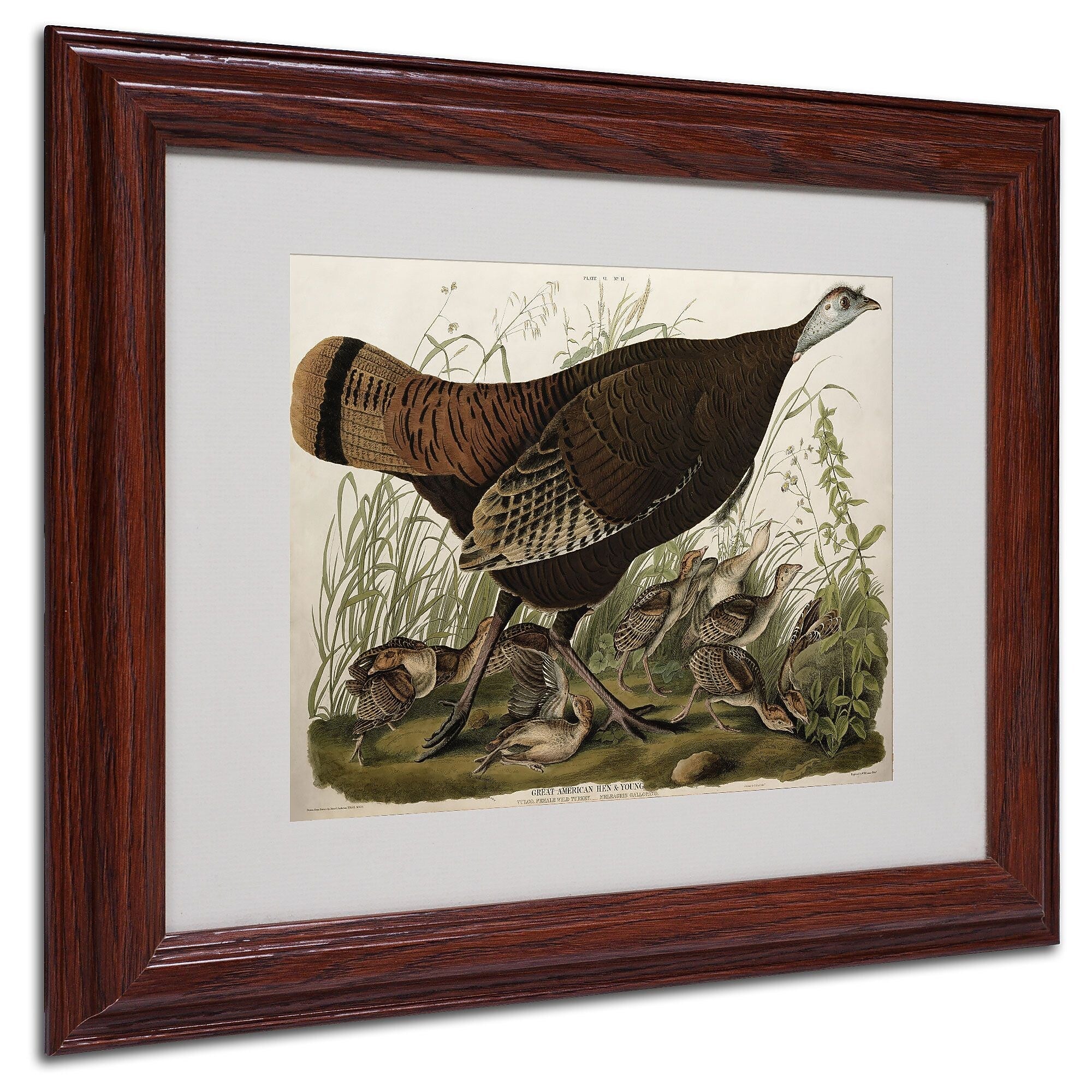 Trademark Fine Art 'Great American Hen and Young' 11" x 14" Wood Frame Art