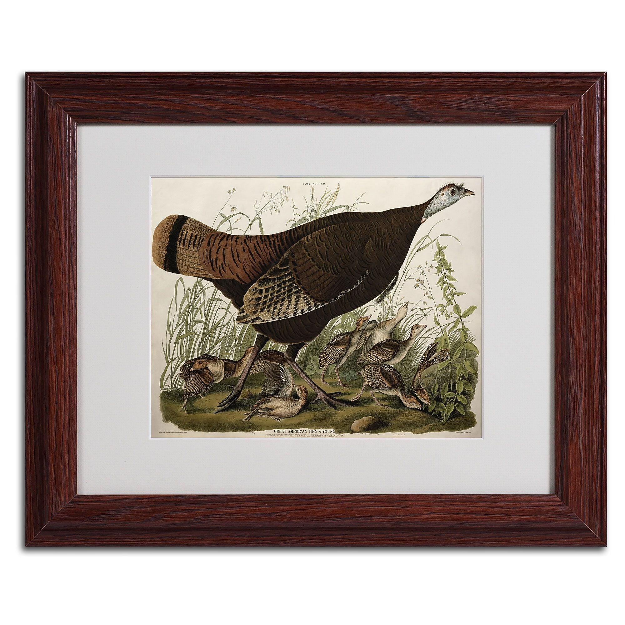 Trademark Fine Art 'Great American Hen and Young' 11" x 14" Wood Frame Art