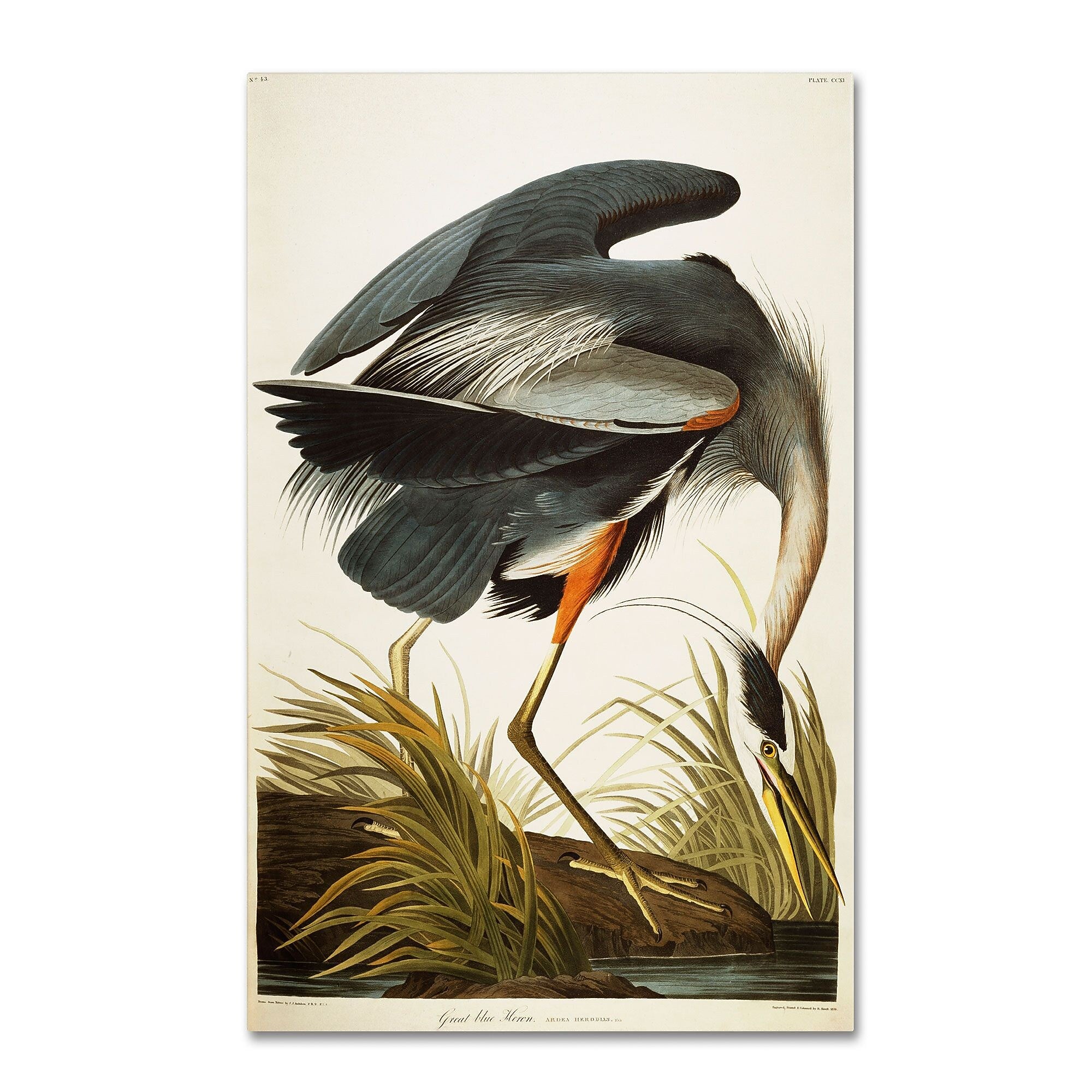 Trademark Fine Art 'Great Blue Heron' 22" x 32" Canvas Art
