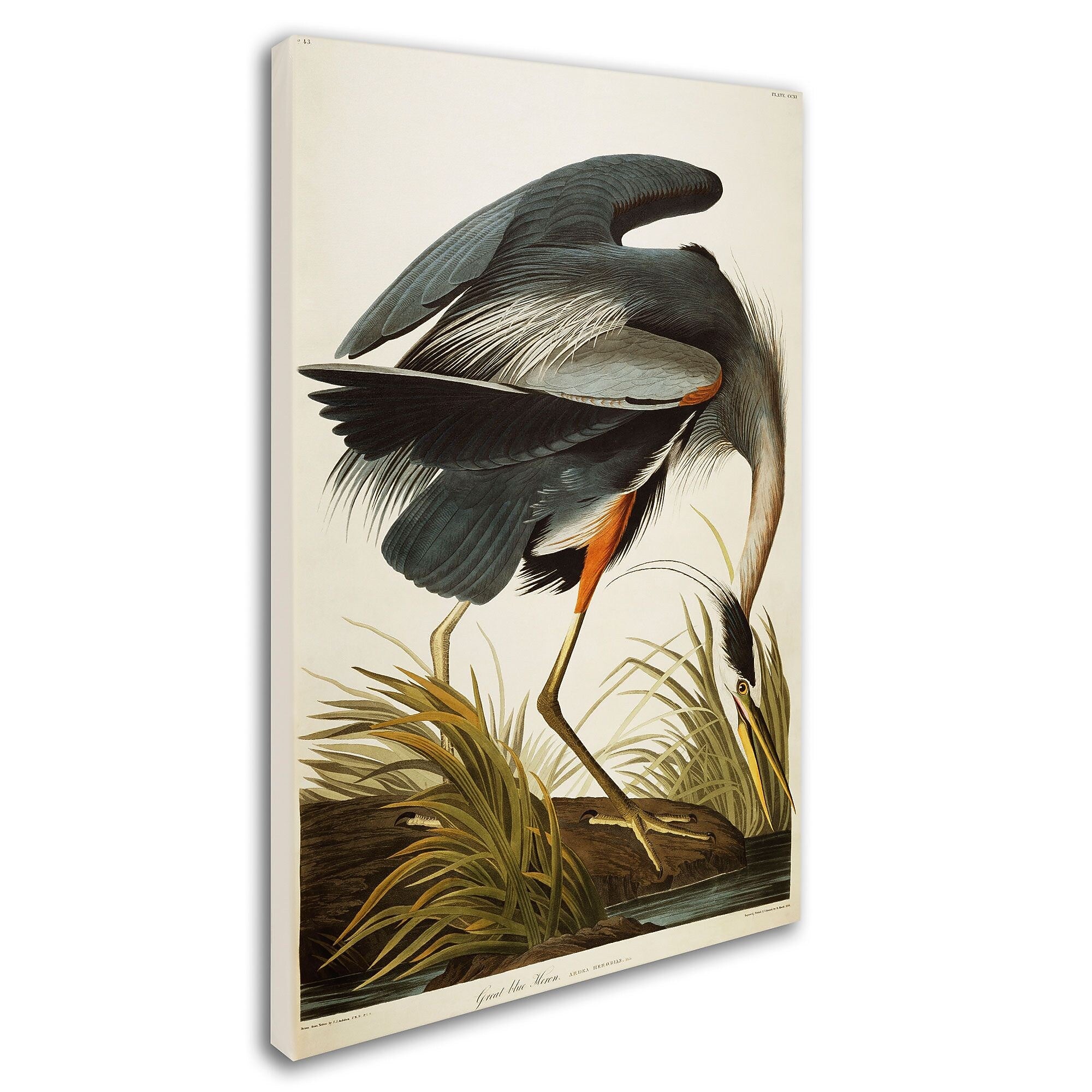 Trademark Fine Art 'Great Blue Heron' 30" x 47" Canvas Art