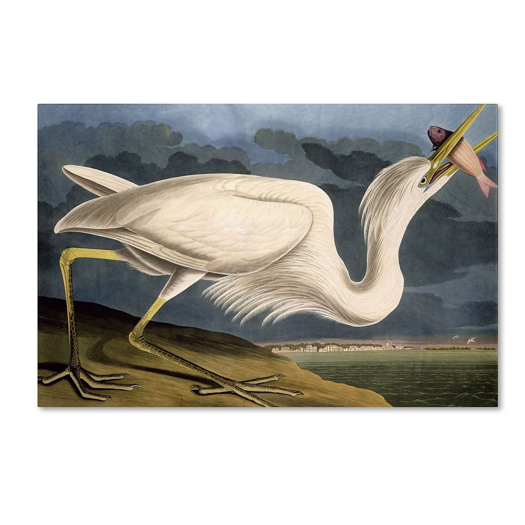 Trademark Fine Art 'Great White Heron' 30" x 47" Canvas Art