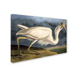 Trademark Fine Art 'Great White Heron' 16" x 24" Canvas Art