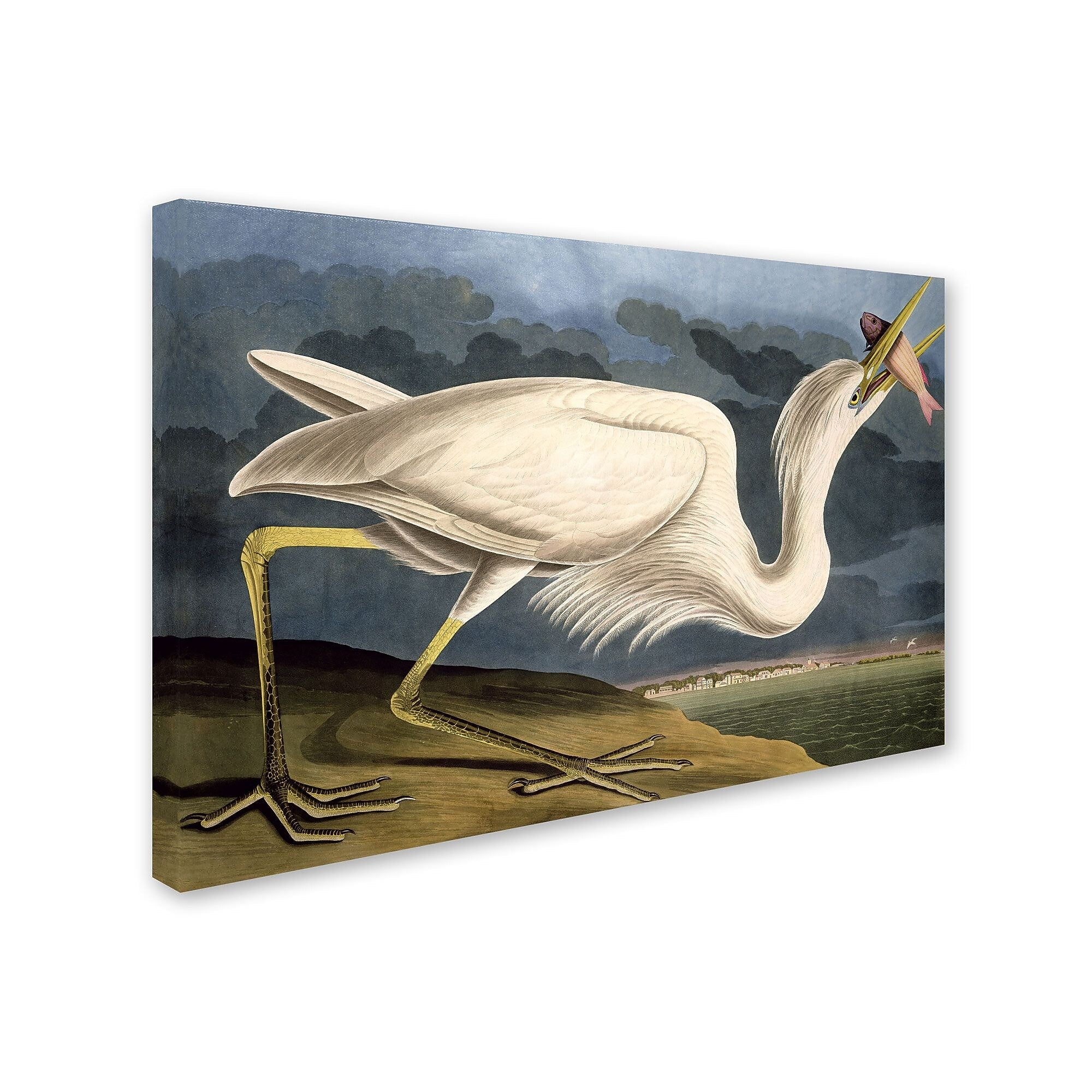Trademark Fine Art 'Great White Heron' 16" x 24" Canvas Art