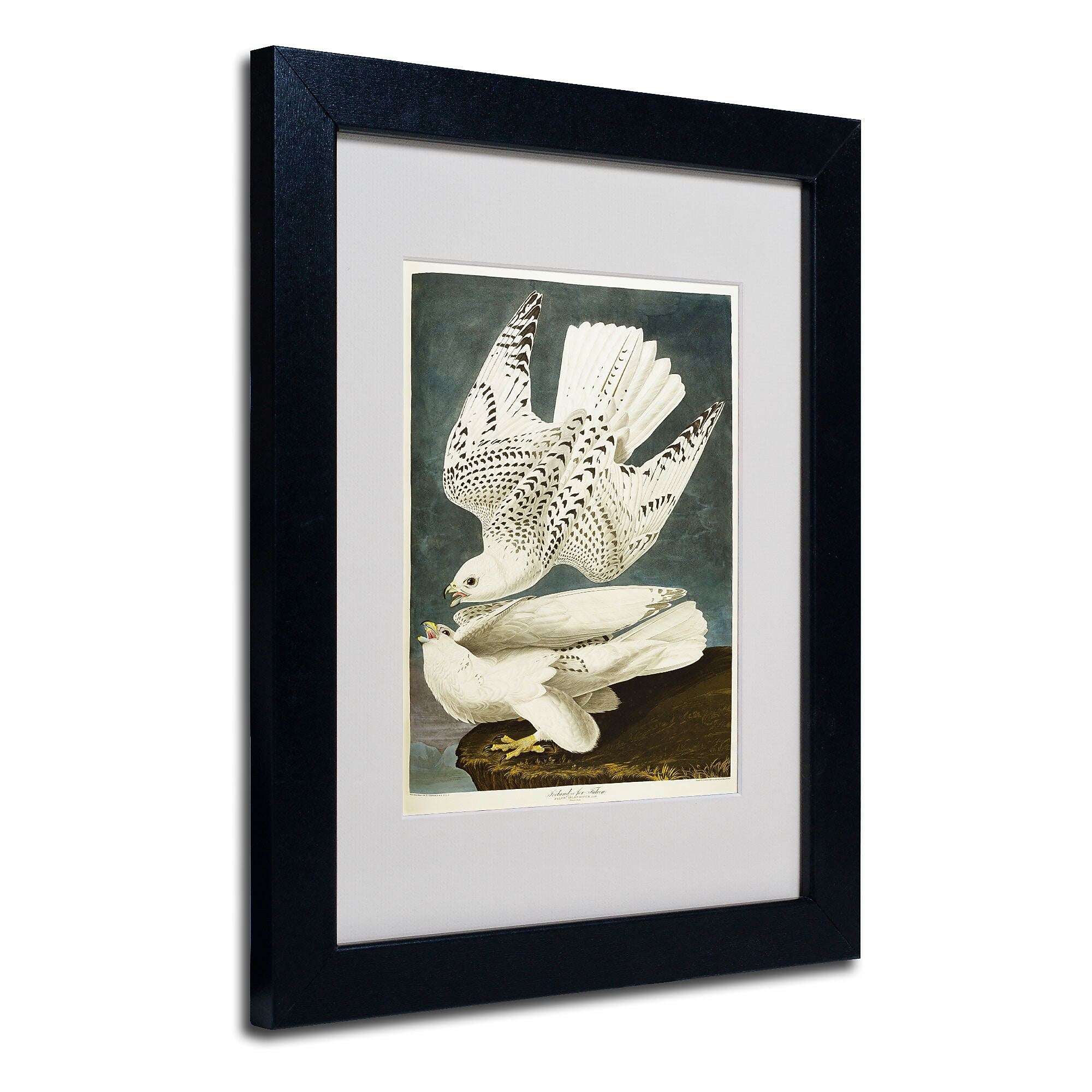 Trademark Fine Art 'Iceland or Jer Falcon' 11" x 14" Black Frame Art