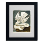 Trademark Fine Art 'Iceland or Jer Falcon' 11" x 14" Black Frame Art