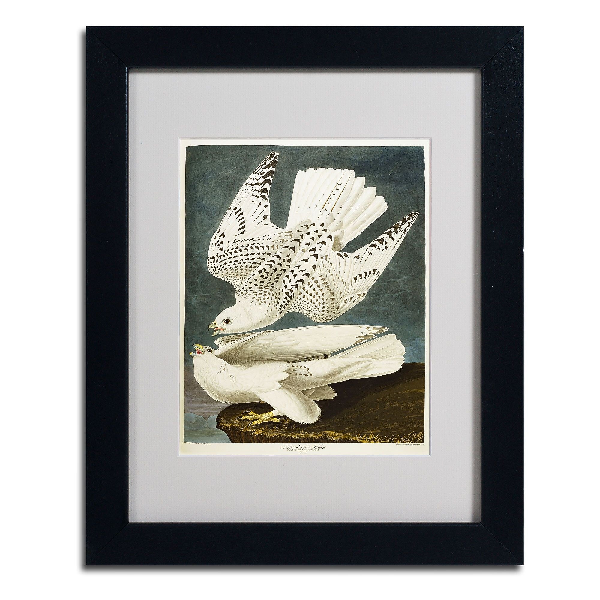 Trademark Fine Art 'Iceland or Jer Falcon' 11" x 14" Black Frame Art
