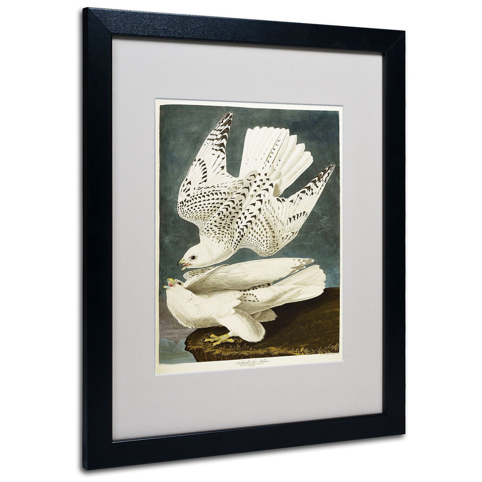 Trademark Fine Art 'Iceland or Jer Falcon' 16" x 20" Black Frame Art