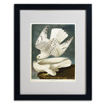 Trademark Fine Art 'Iceland or Jer Falcon' 16" x 20" Black Frame Art