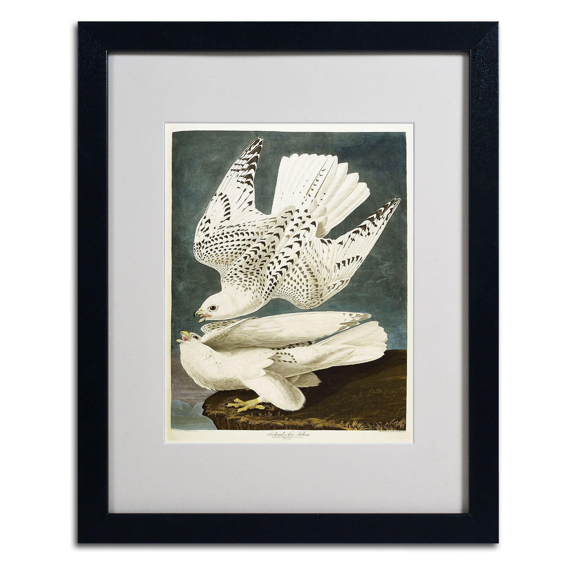 Trademark Fine Art 'Iceland or Jer Falcon' 16" x 20" Black Frame Art