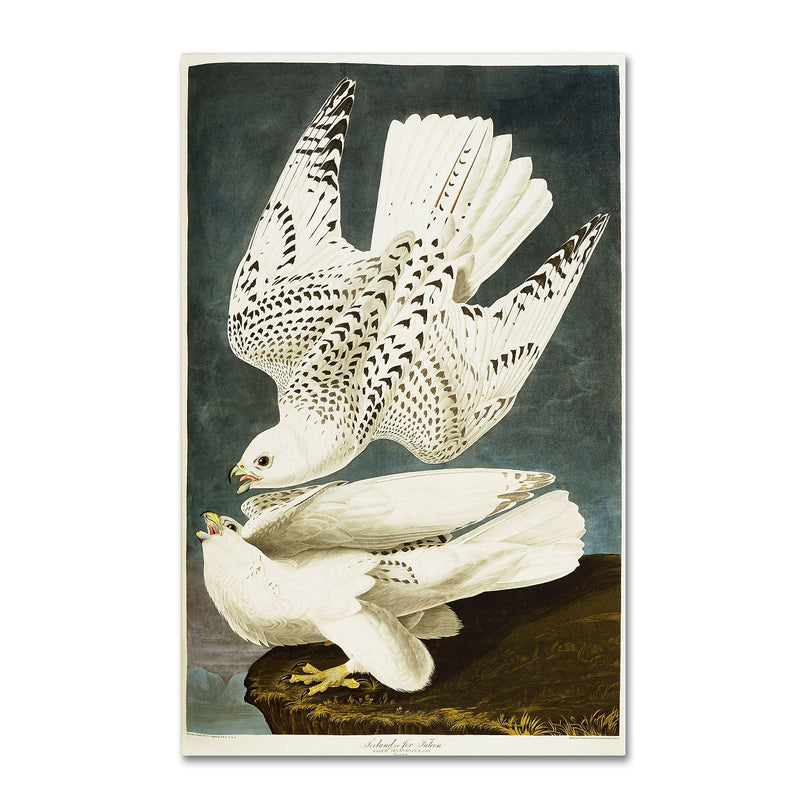 Trademark Fine Art 'Iceland or Jer Falcon' 30" x 47" Canvas Art