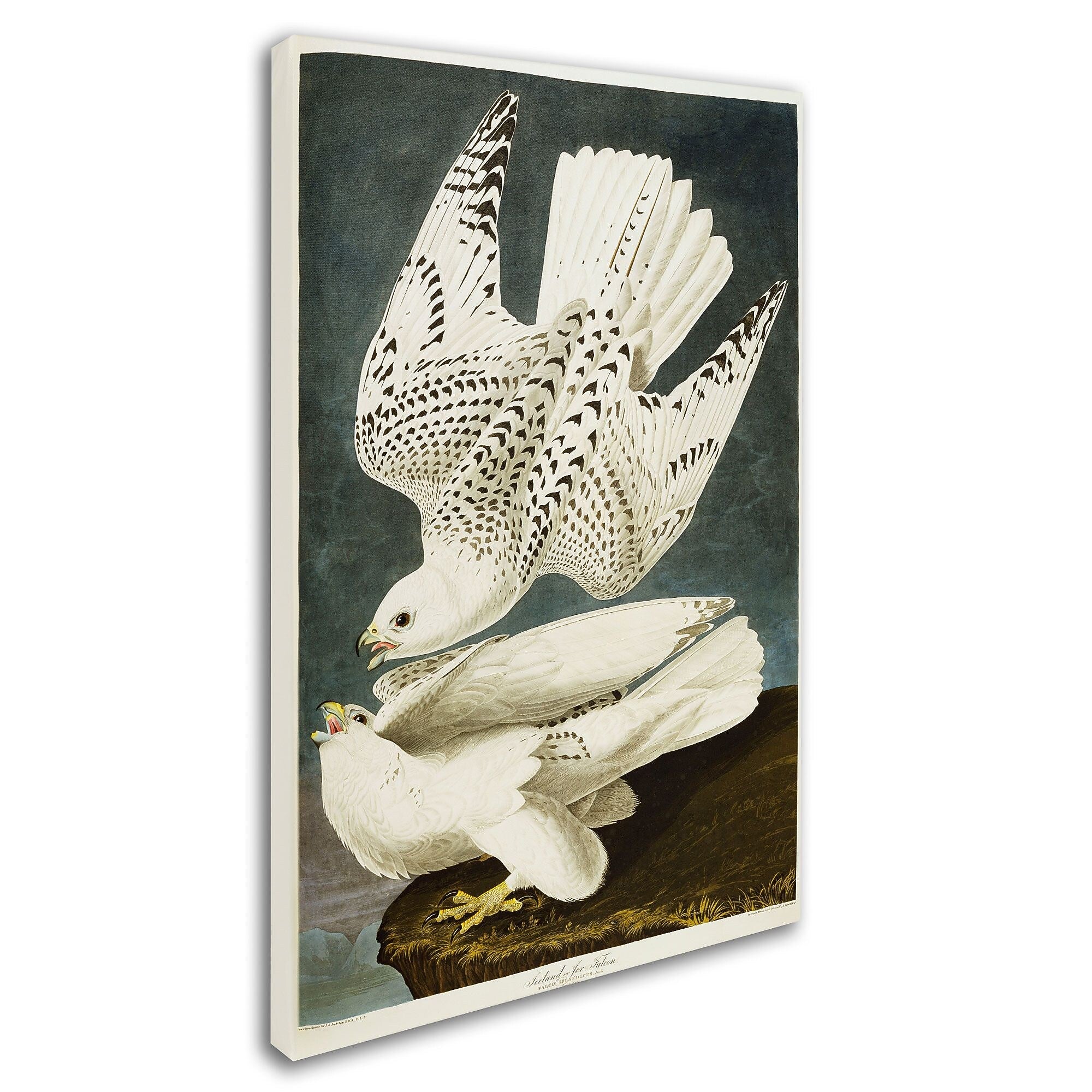 Trademark Fine Art 'Iceland or Jer Falcon' 30" x 47" Canvas Art