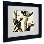 Trademark Fine Art 'Ivory-Billed Woodpecker' 11" x 14" Black Frame Art