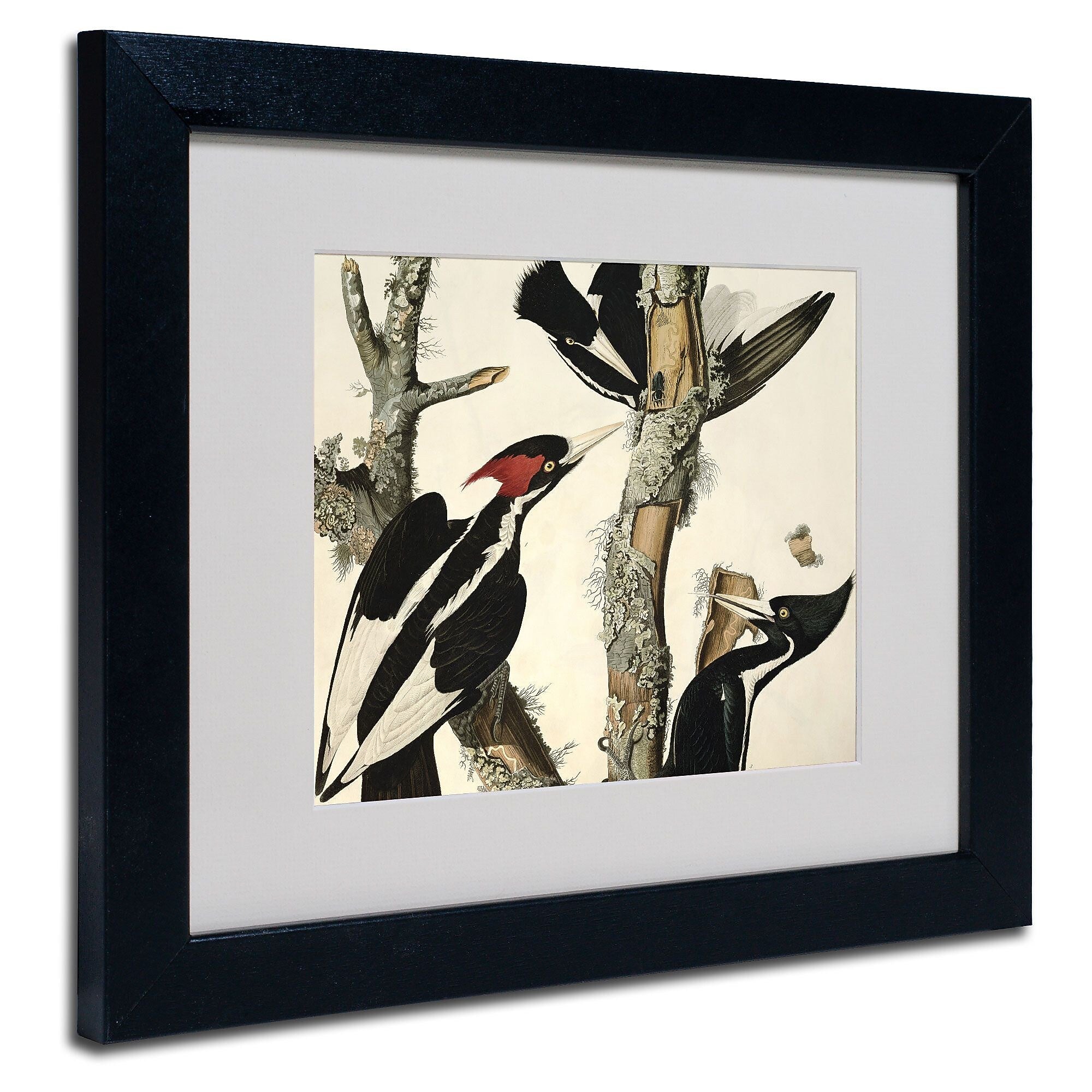 Trademark Fine Art 'Ivory-Billed Woodpecker' 11" x 14" Black Frame Art