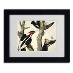 Trademark Fine Art 'Ivory-Billed Woodpecker' 11" x 14" Black Frame Art