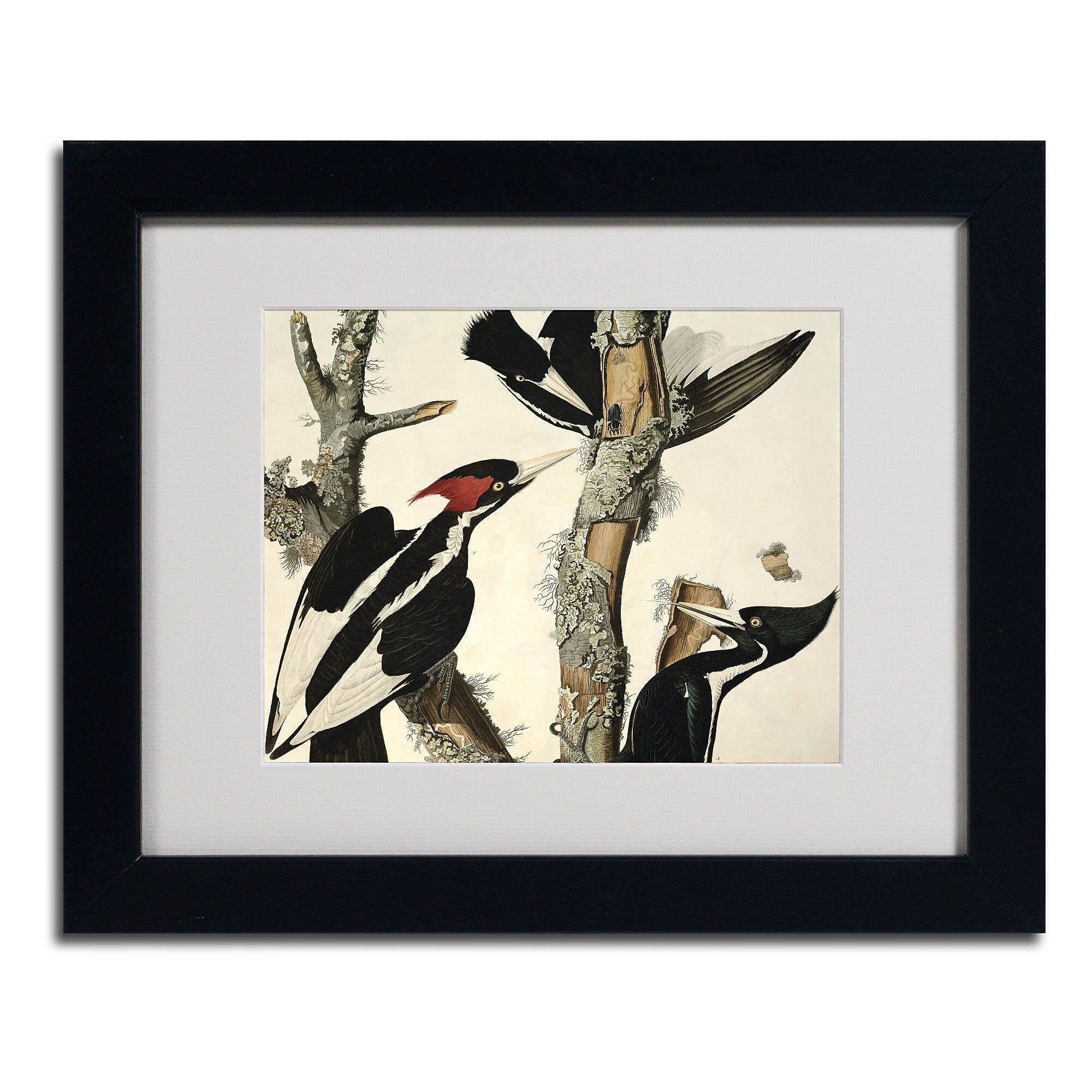 Trademark Fine Art 'Ivory-Billed Woodpecker' 11" x 14" Black Frame Art