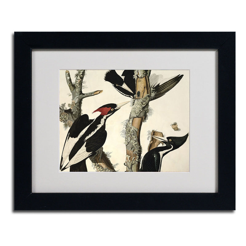 Trademark Fine Art 'Ivory-Billed Woodpecker' 11" x 14" Black Frame Art