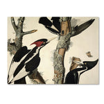 Trademark Fine Art 'Ivory-Billed Woodpecker' 14" x 19" Canvas Art