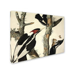 Trademark Fine Art 'Ivory-Billed Woodpecker' 18" x 24" Canvas Art