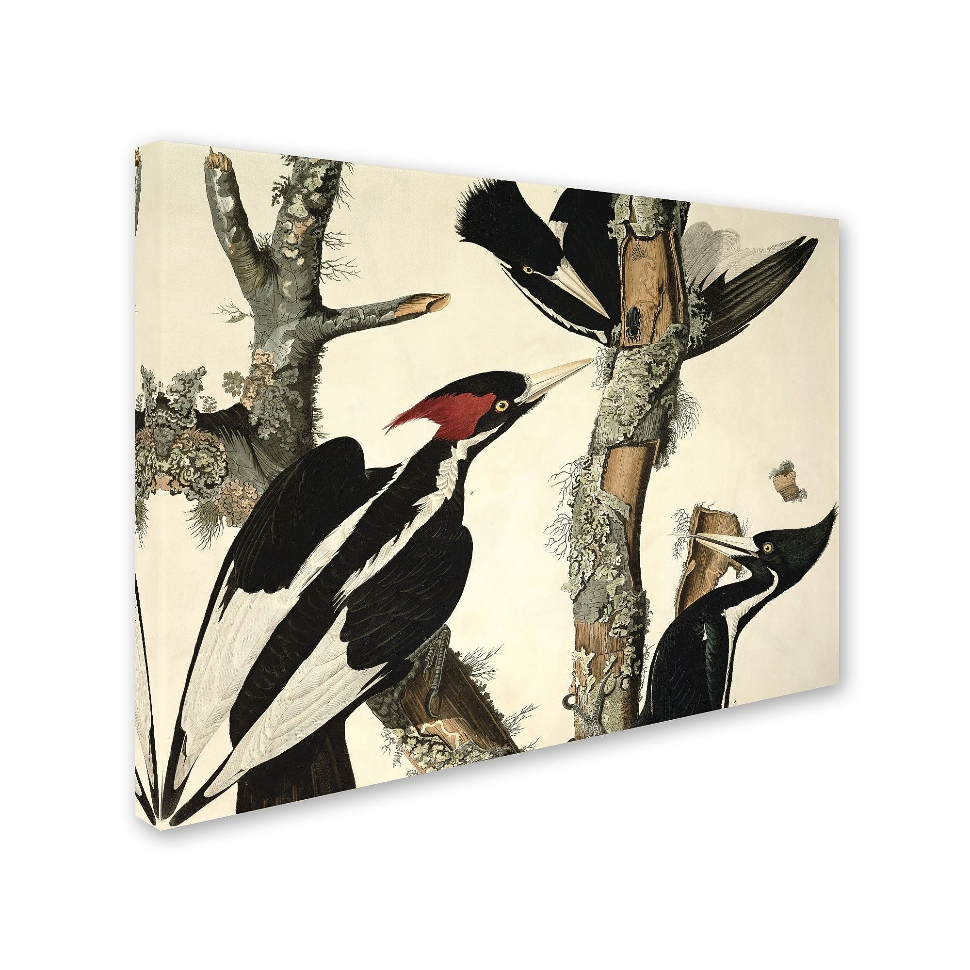 Trademark Fine Art 'Ivory-Billed Woodpecker' 18" x 24" Canvas Art