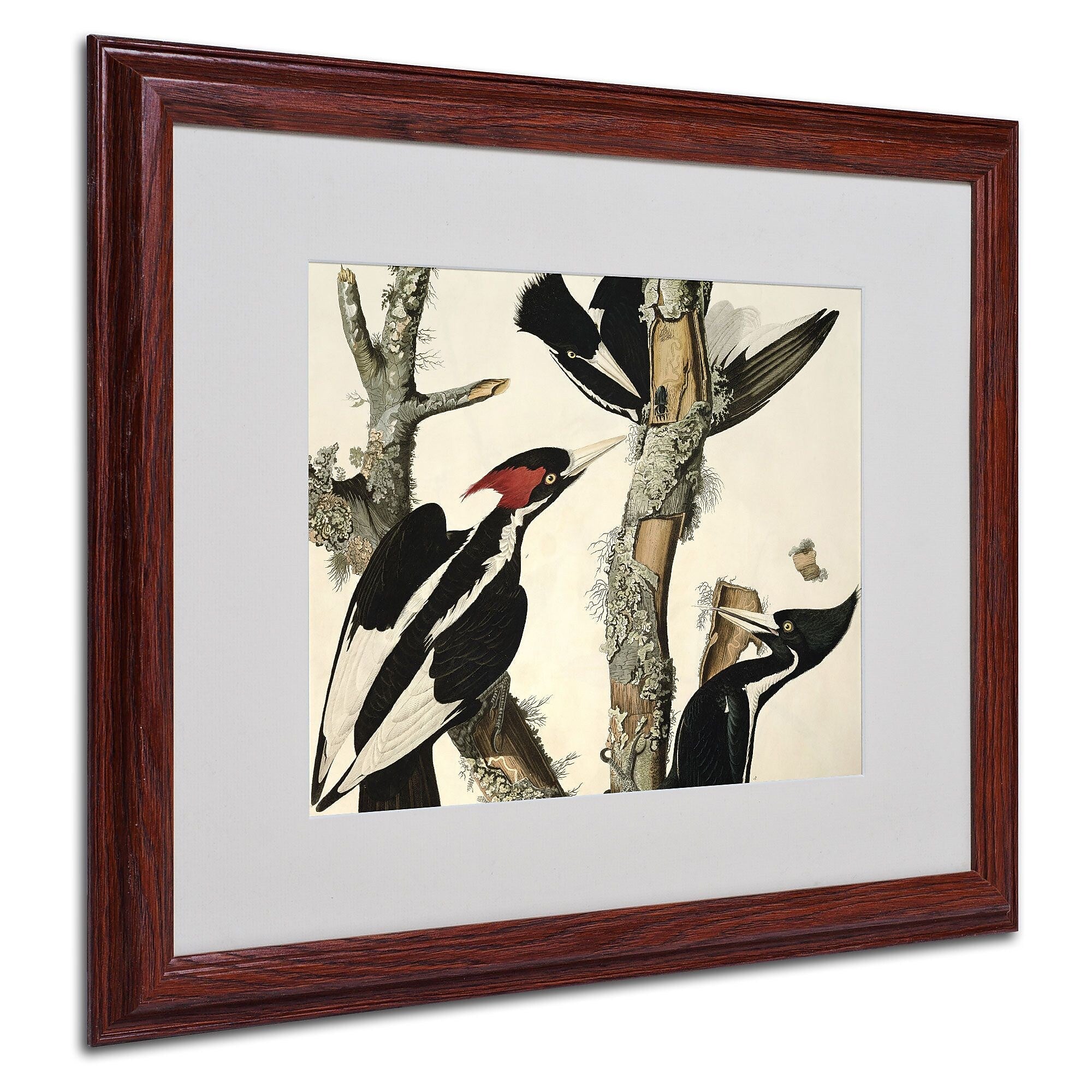 Trademark Fine Art 'Ivory-Billed Woodpecker' 16" x 20" Wood Frame Art