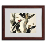 Trademark Fine Art 'Ivory-Billed Woodpecker' 16" x 20" Wood Frame Art