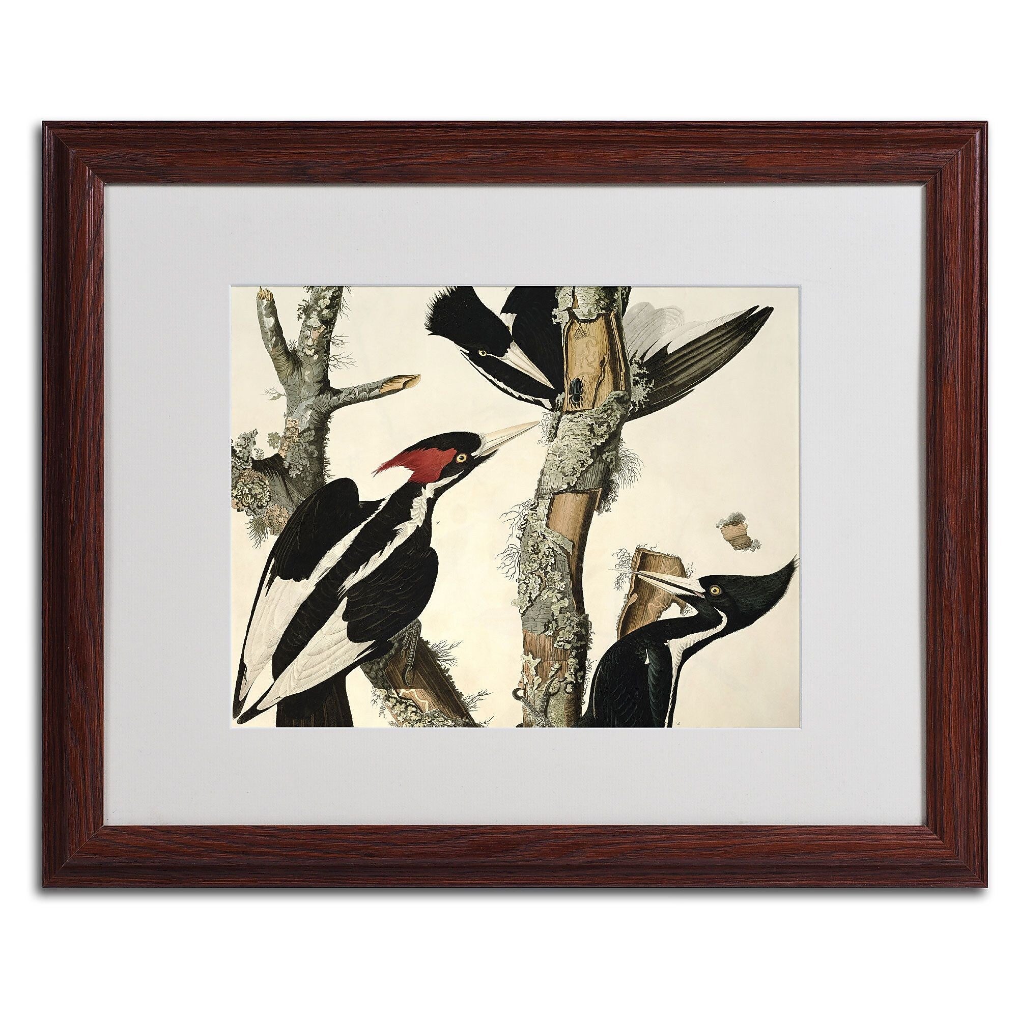 Trademark Fine Art 'Ivory-Billed Woodpecker' 16" x 20" Wood Frame Art