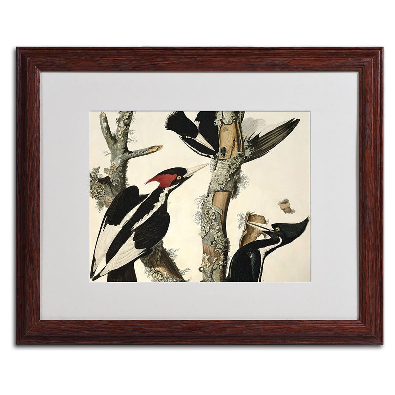 Trademark Fine Art 'Ivory-Billed Woodpecker' 16" x 20" Wood Frame Art