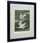 Trademark Fine Art 'Lesser Tern #44; Little Tern' 16" x 20" Black Frame Art