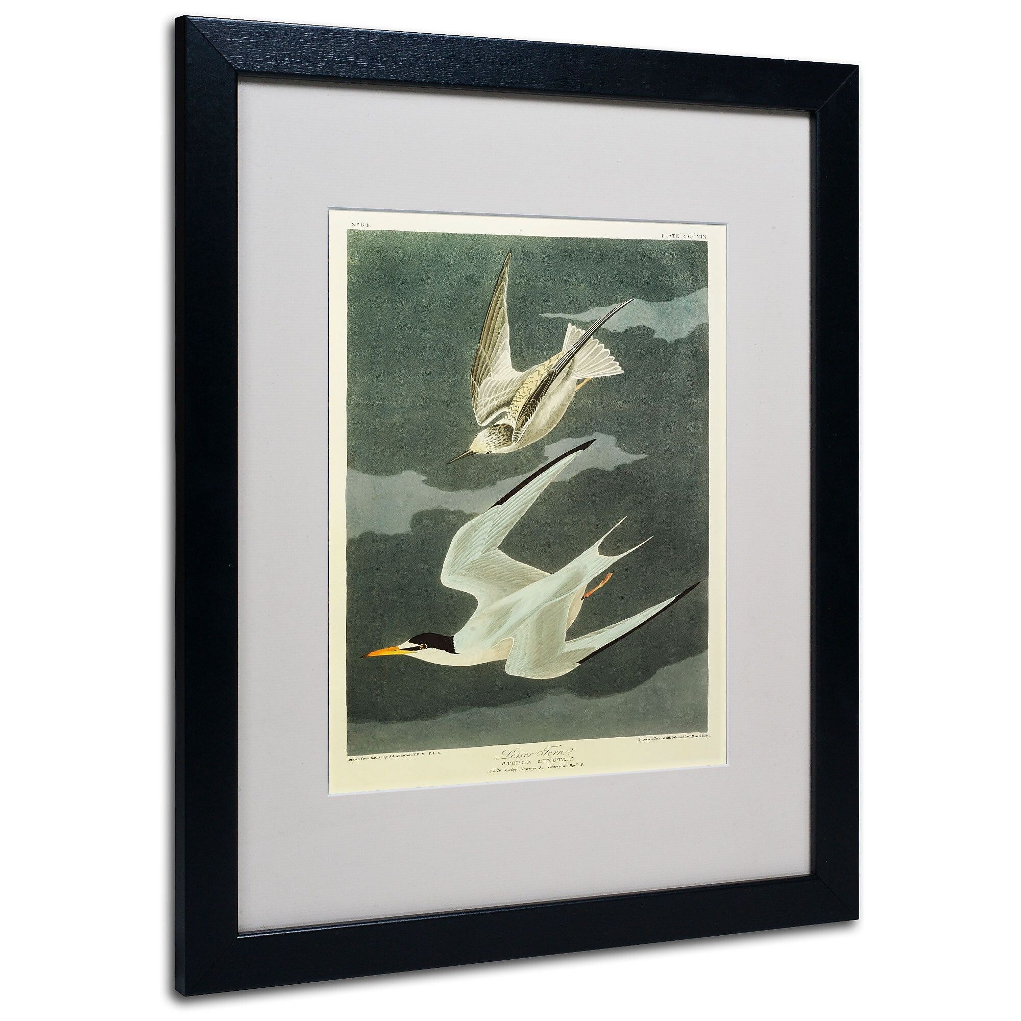Trademark Fine Art 'Lesser Tern #44; Little Tern' 16" x 20" Black Frame Art