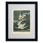 Trademark Fine Art 'Lesser Tern #44; Little Tern' 16" x 20" Black Frame Art