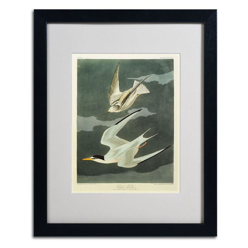 Trademark Fine Art 'Lesser Tern #44; Little Tern' 16" x 20" Black Frame Art
