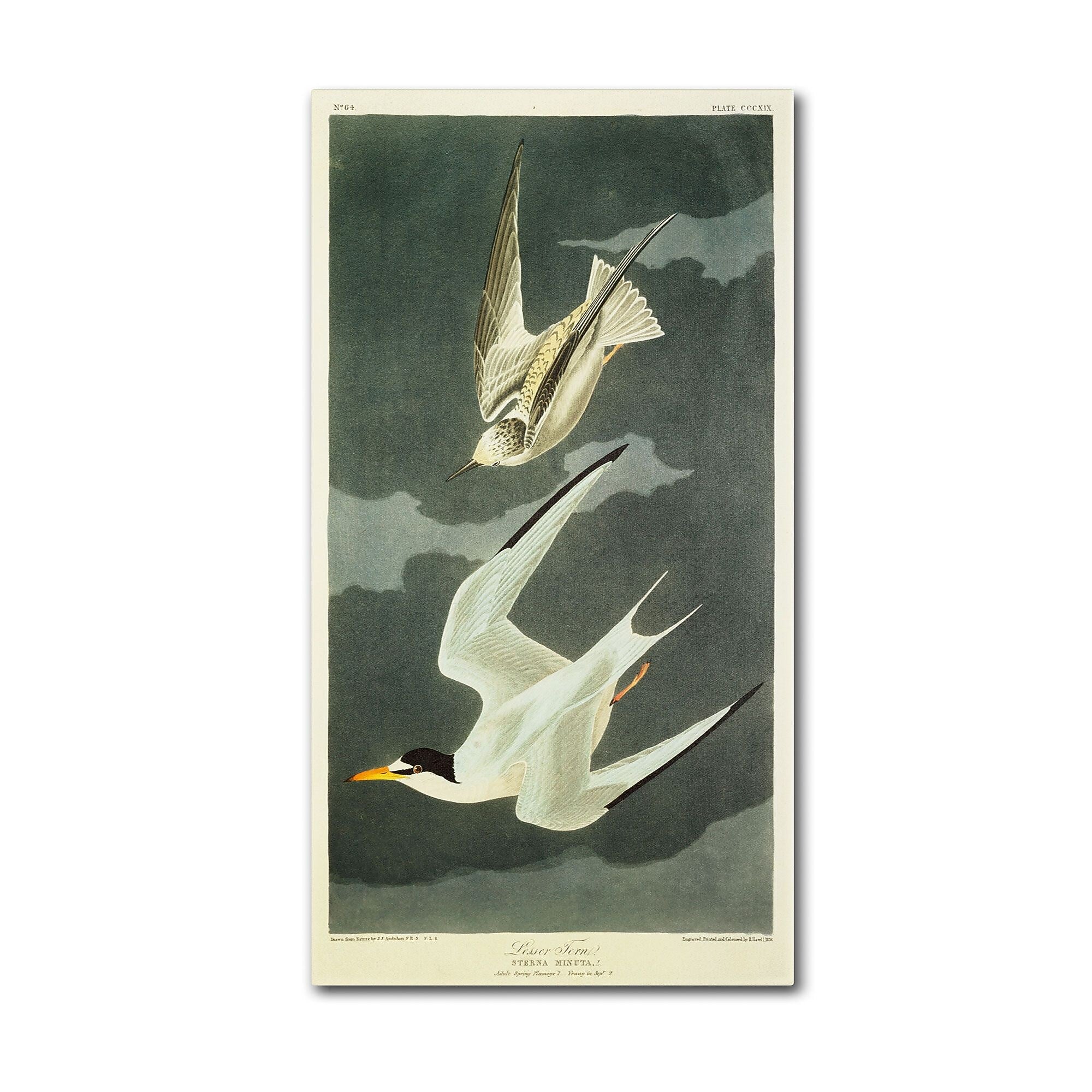 Trademark Fine Art 'Lesser Tern #44; Little Tern' 10" x 19" Canvas Art