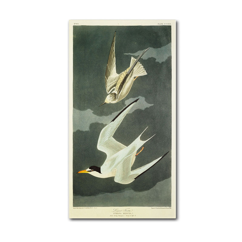 Trademark Fine Art 'Lesser Tern #44; Little Tern' 10" x 19" Canvas Art