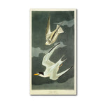 Trademark Fine Art 'Lesser Tern #44; Little Tern' 14" x 24" Canvas Art