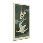 Trademark Fine Art 'Lesser Tern #44; Little Tern' 10" x 19" Canvas Art