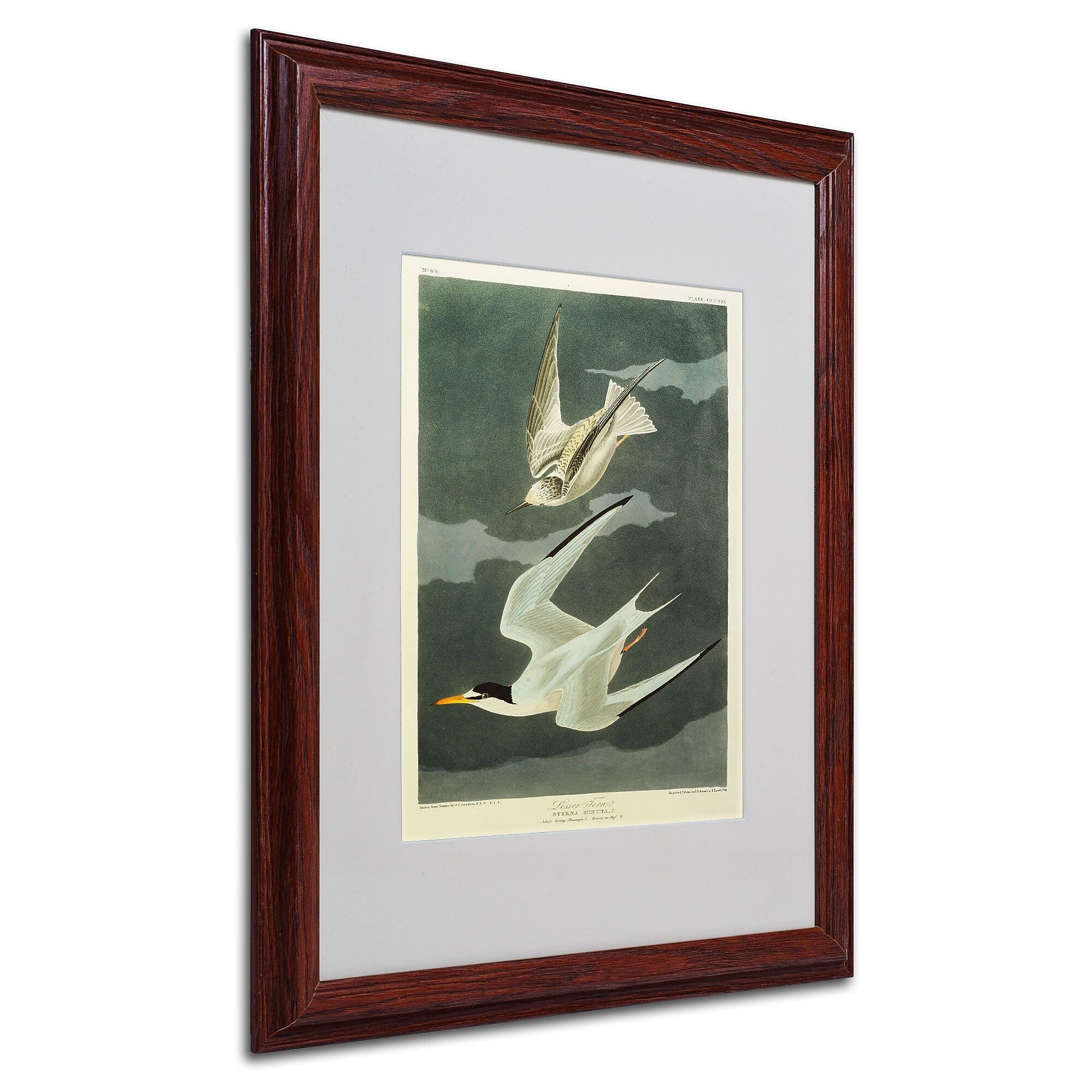 Trademark Fine Art 'Lesser Tern #44; Little Tern' 16" x 20" Wood Frame Art