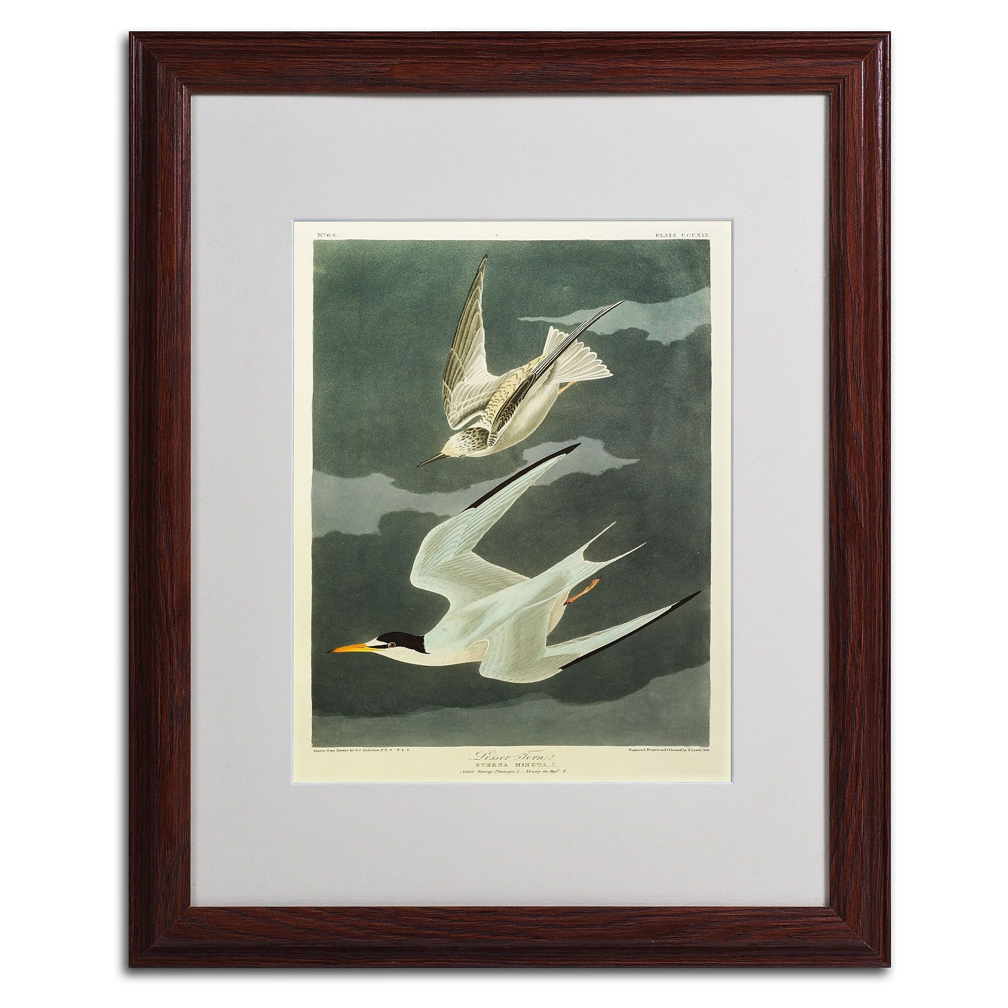 Trademark Fine Art 'Lesser Tern #44; Little Tern' 16" x 20" Wood Frame Art