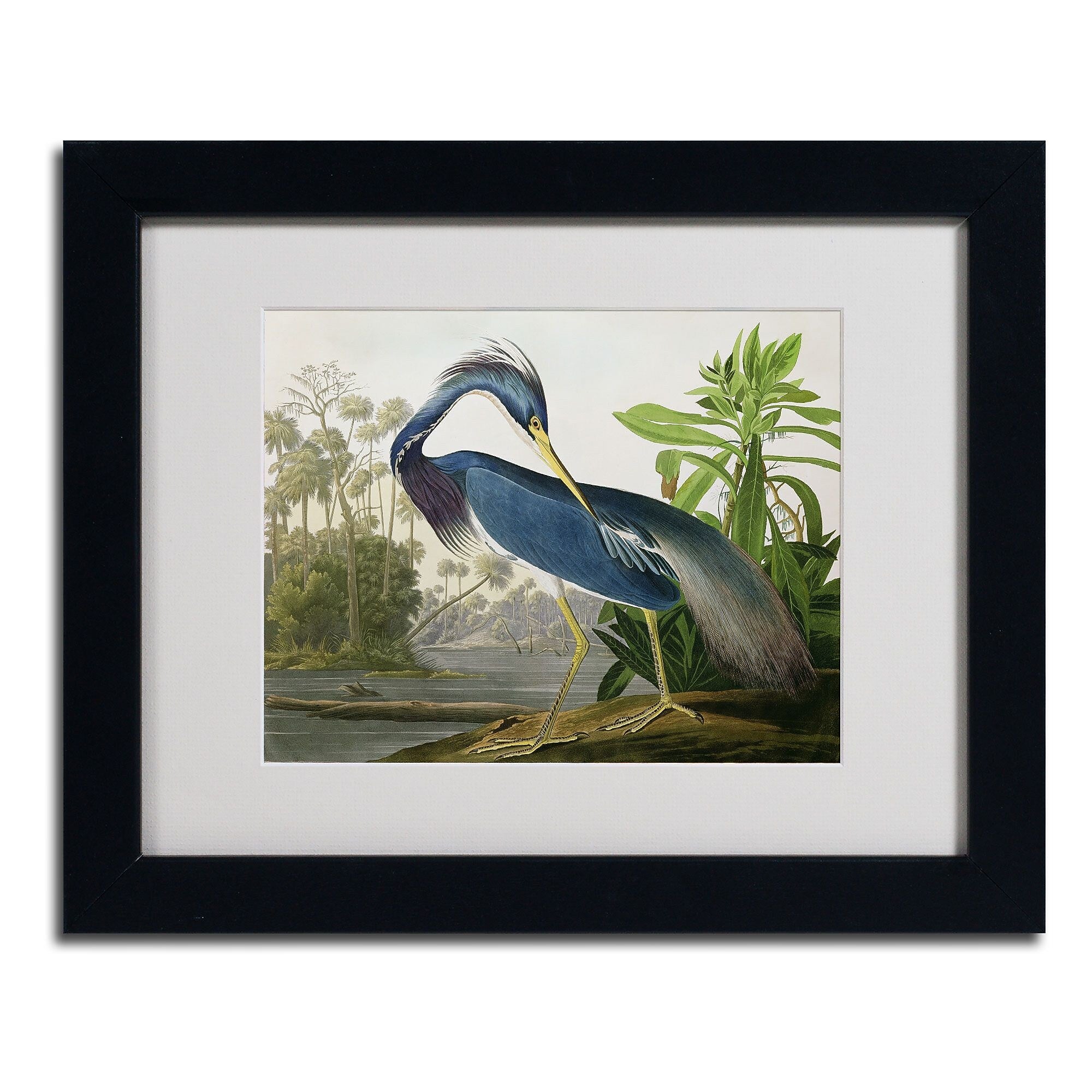 Trademark Fine Art 'Louisiana Heron' 11" x 14" Black Frame Art