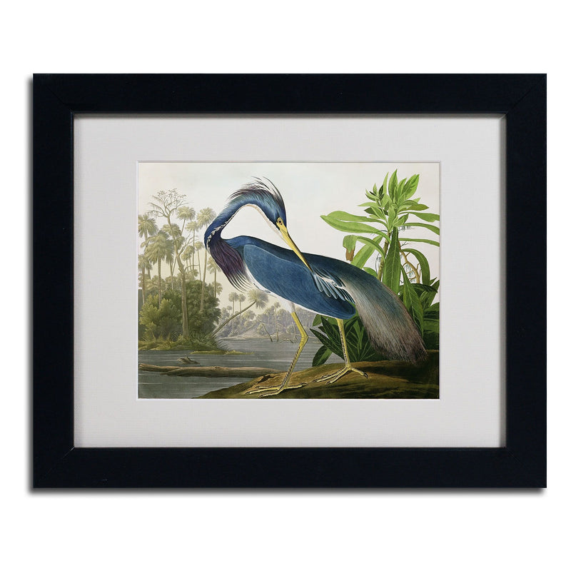 Trademark Fine Art 'Louisiana Heron' 11" x 14" Black Frame Art