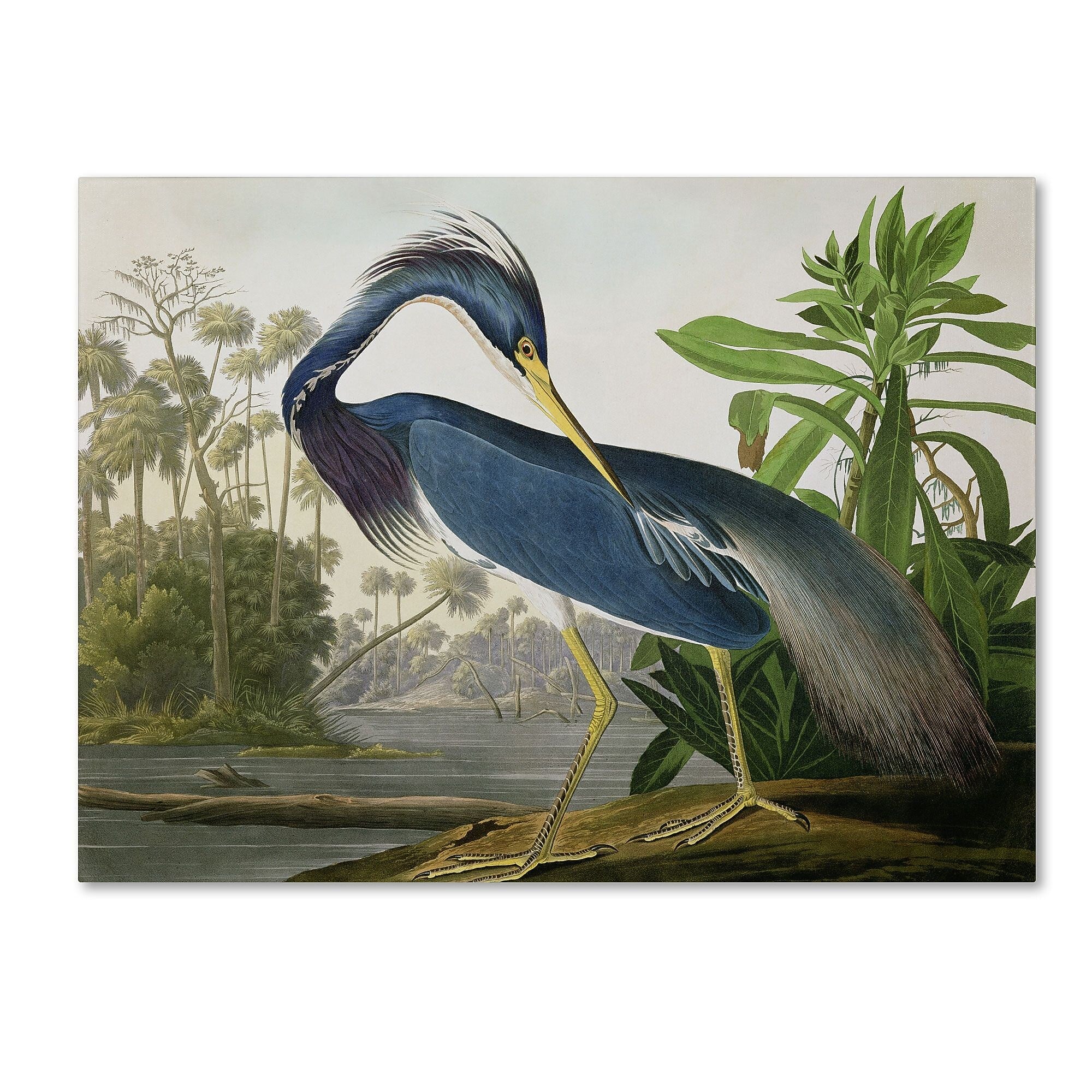 Trademark Fine Art 'Louisiana Heron' 26" x 32" Canvas Art