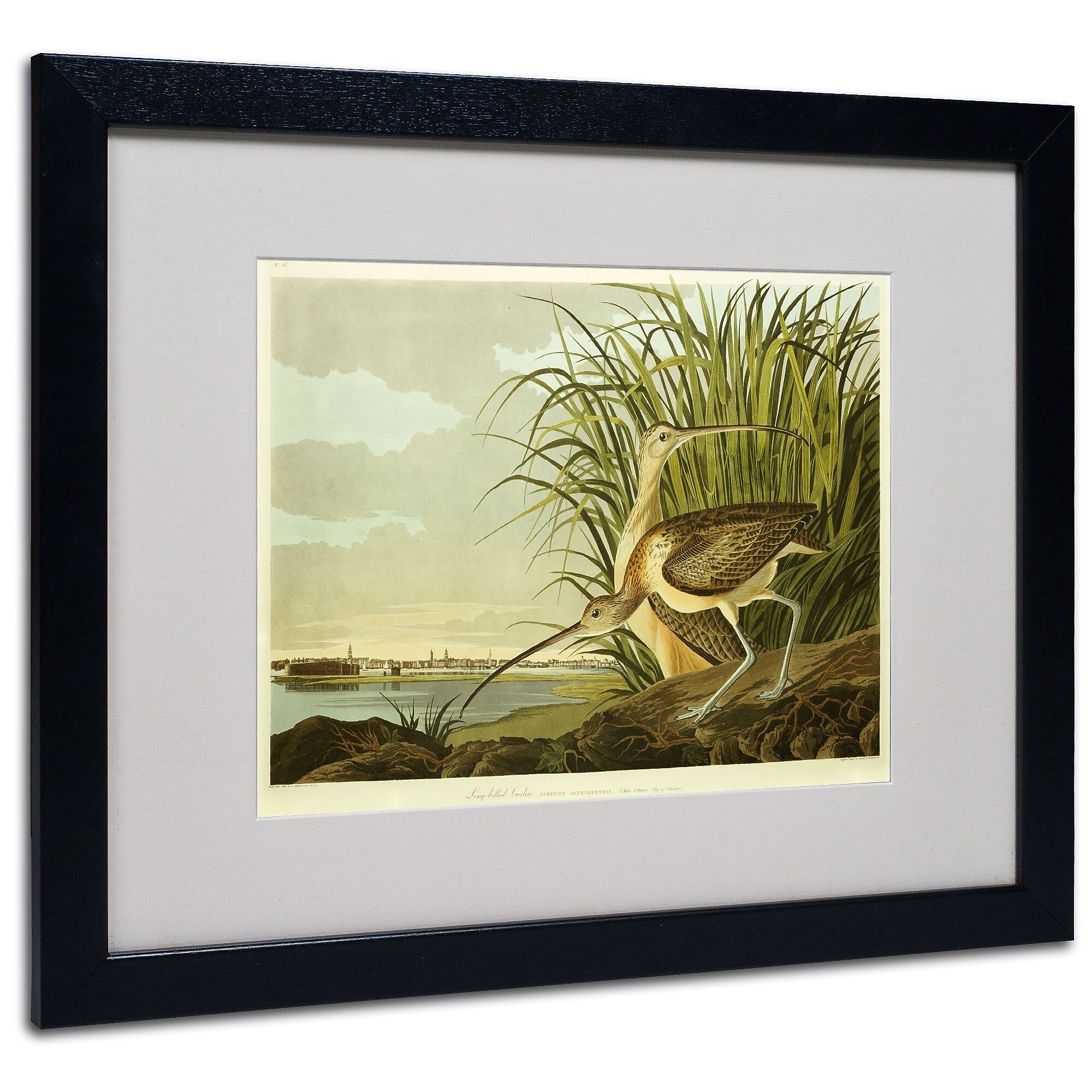 Trademark Fine Art 'Long Billed Curlew' 16" x 20" Black Frame Art
