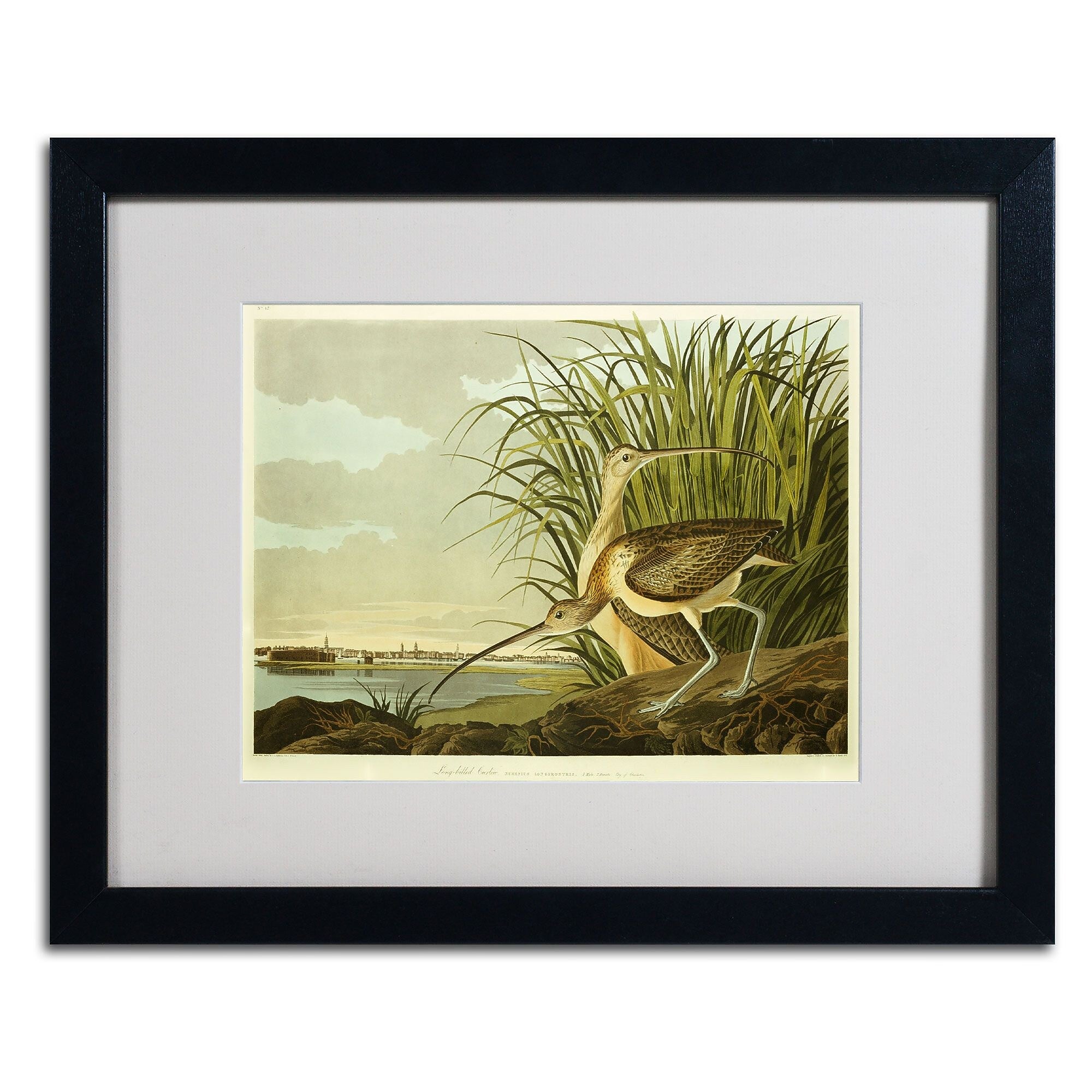Trademark Fine Art 'Long Billed Curlew' 16" x 20" Black Frame Art