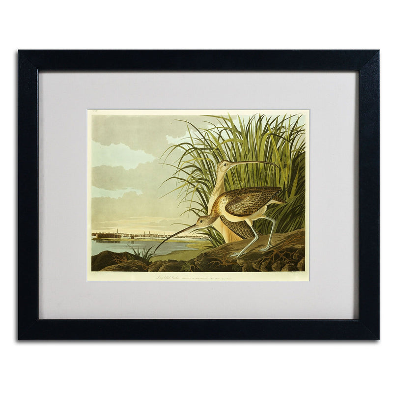 Trademark Fine Art 'Long Billed Curlew' 16" x 20" Black Frame Art