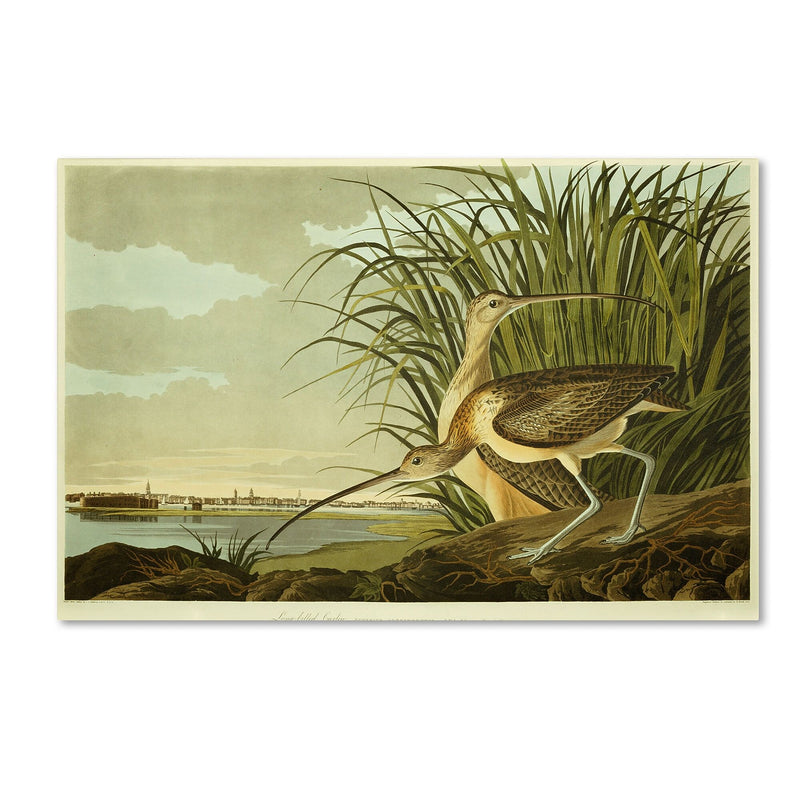 Trademark Fine Art 'Long Billed Curlew' 16" x 24" Canvas Art