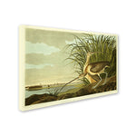 Trademark Fine Art 'Long Billed Curlew' 16" x 24" Canvas Art