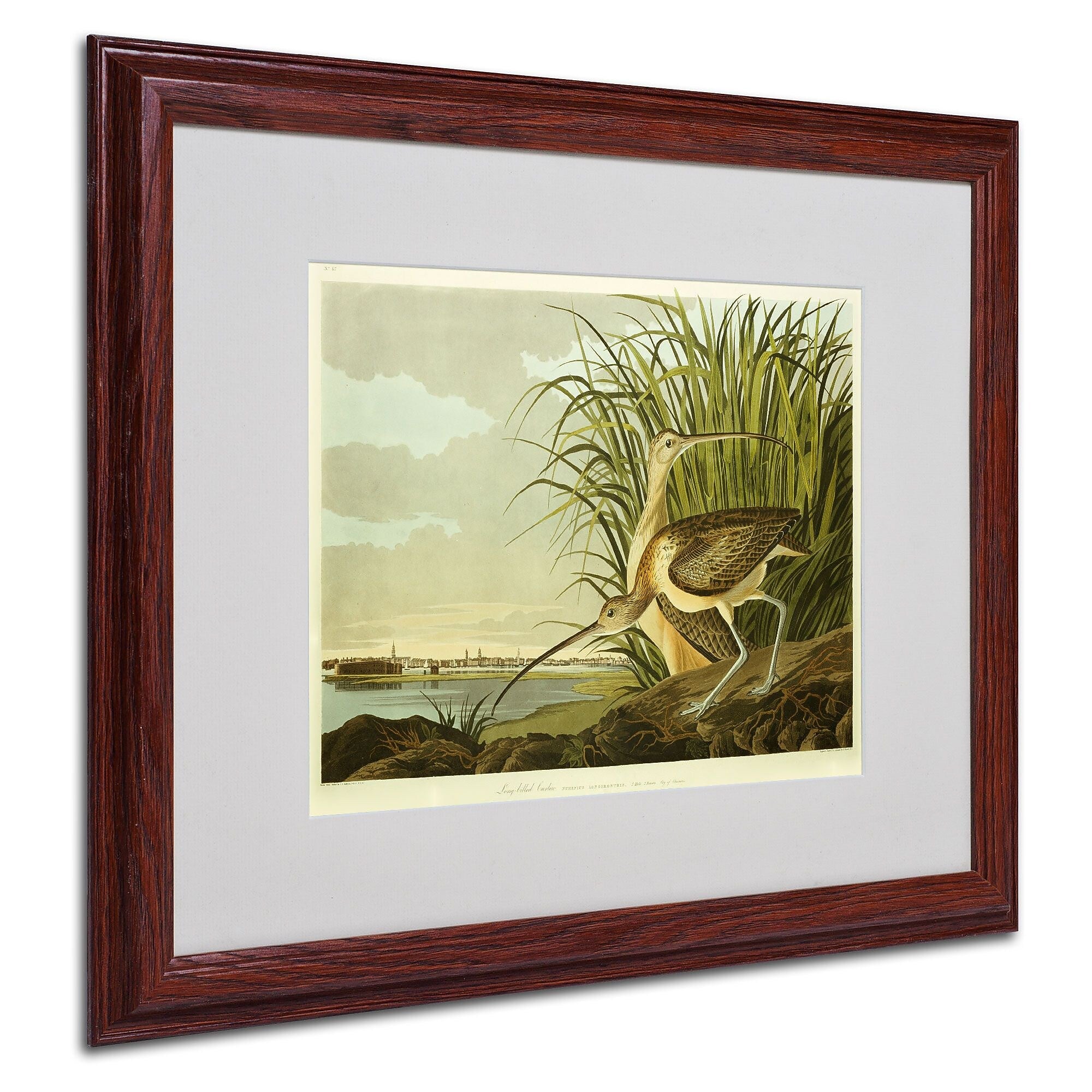 Trademark Fine Art 'Long Billed Curlew' 16" x 20" Wood Frame Art