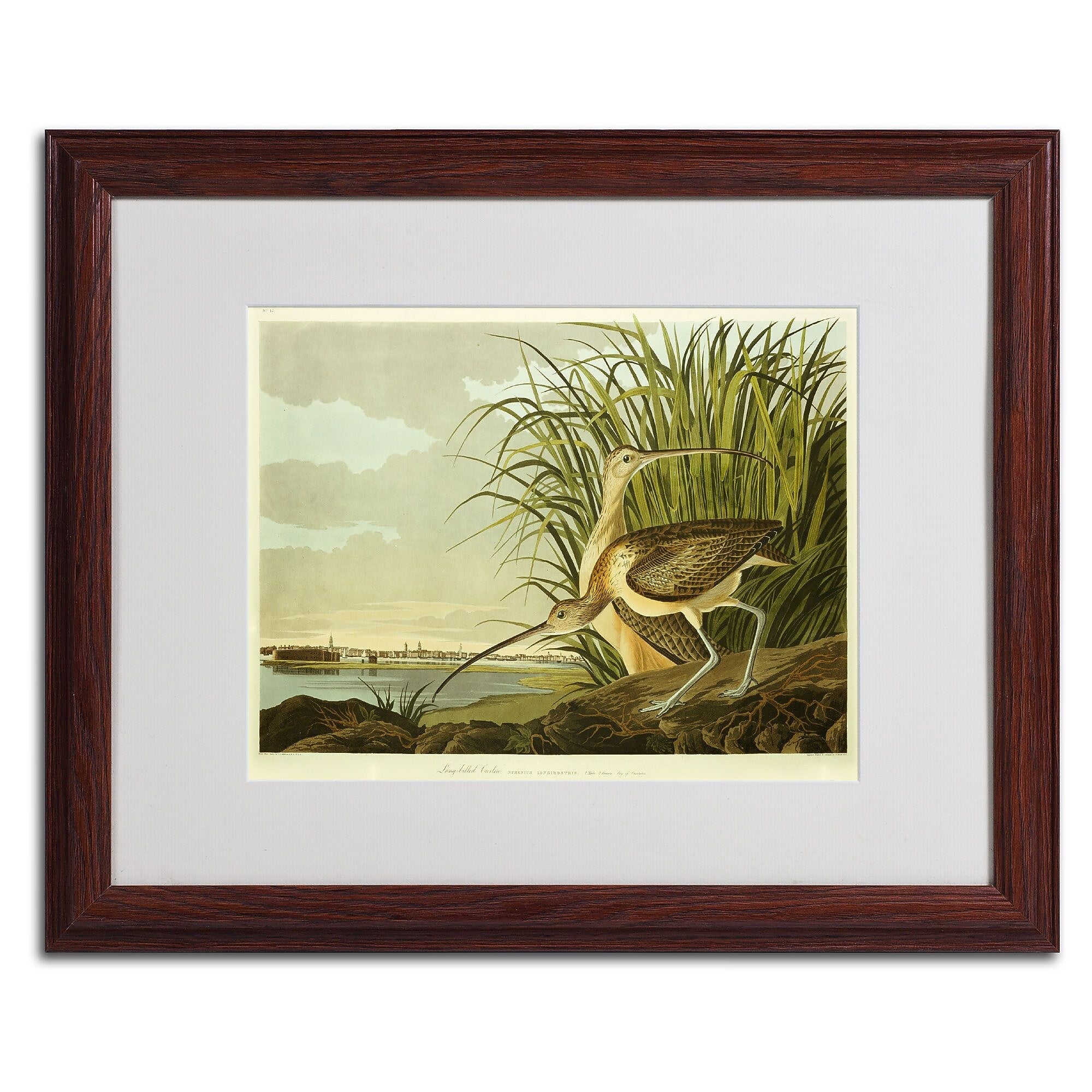 Trademark Fine Art 'Long Billed Curlew' 16" x 20" Wood Frame Art
