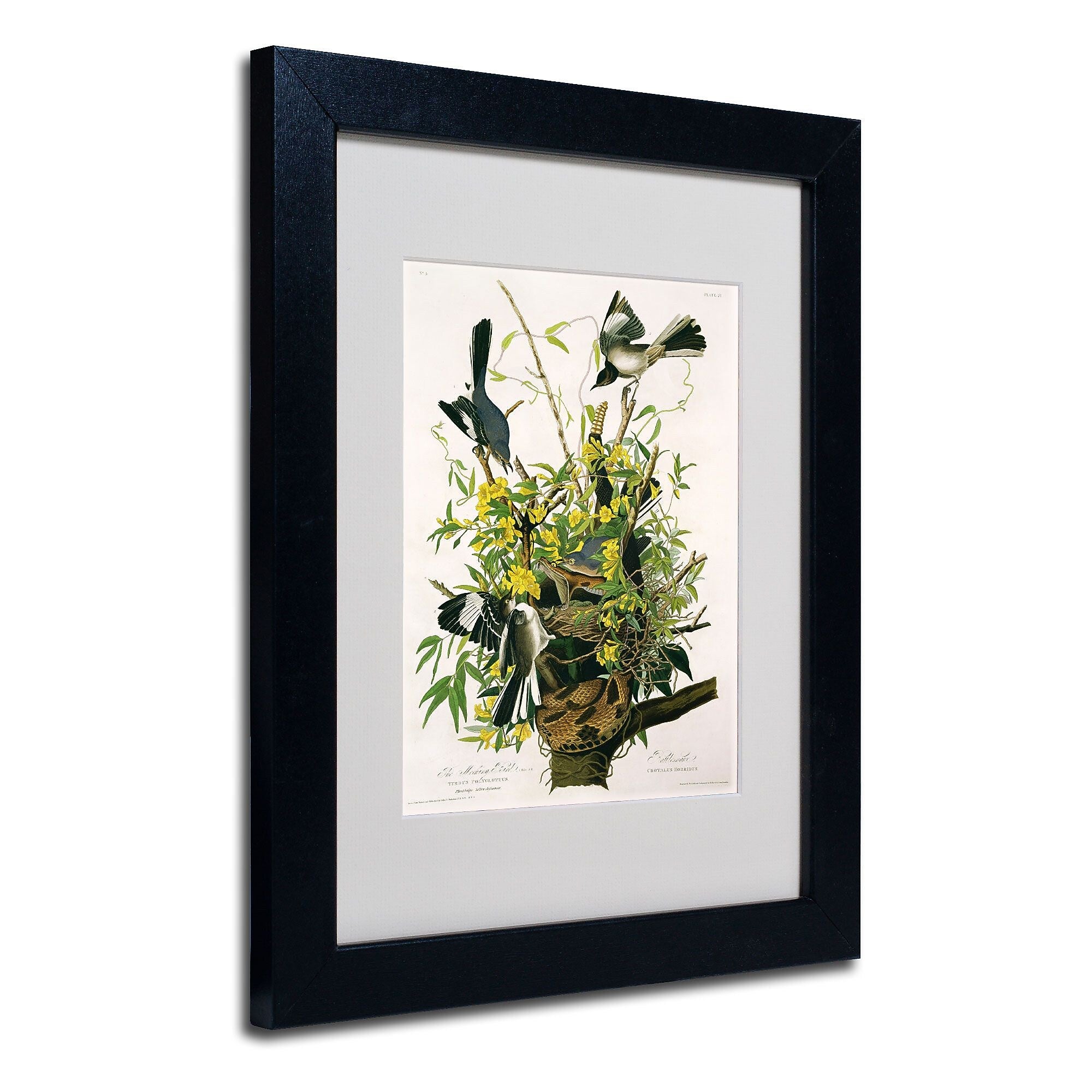 Trademark Fine Art 'Mocking Birds and Snake II' 11" x 14" Black Frame Art