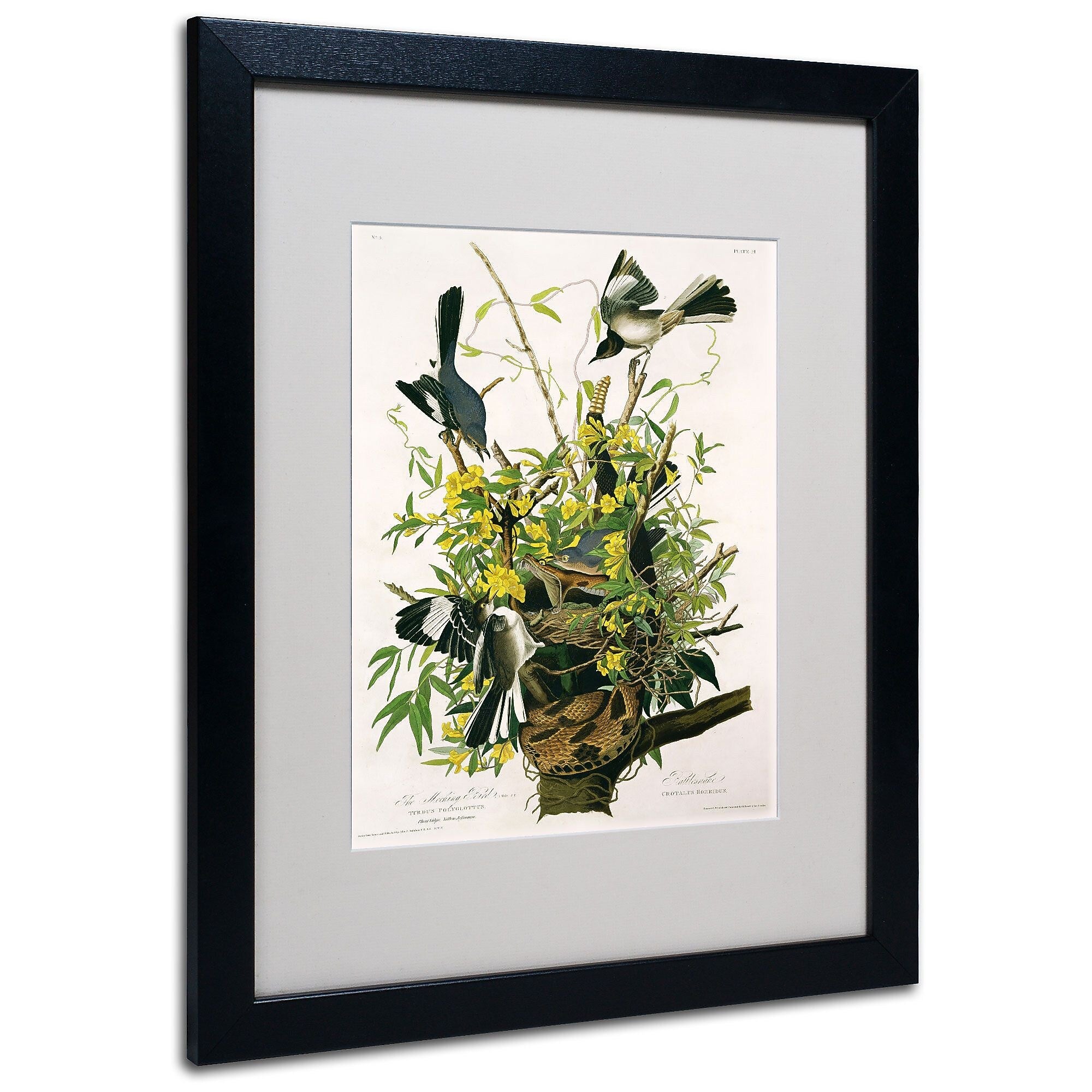 Trademark Fine Art 'Mocking Birds and Snake II' 16" x 20" Black Frame Art